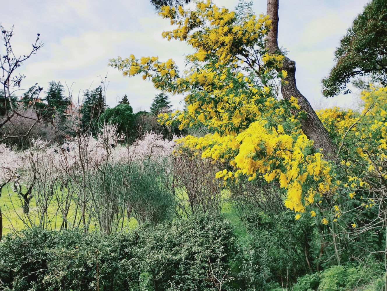 El amarillo de las mimosas y el rosáceo del almendro.
