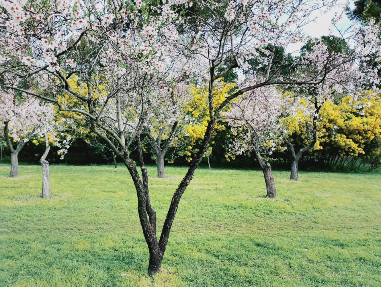 Convivencia armoniosa de almendros y mimosas en la Quinta de los Molinos.