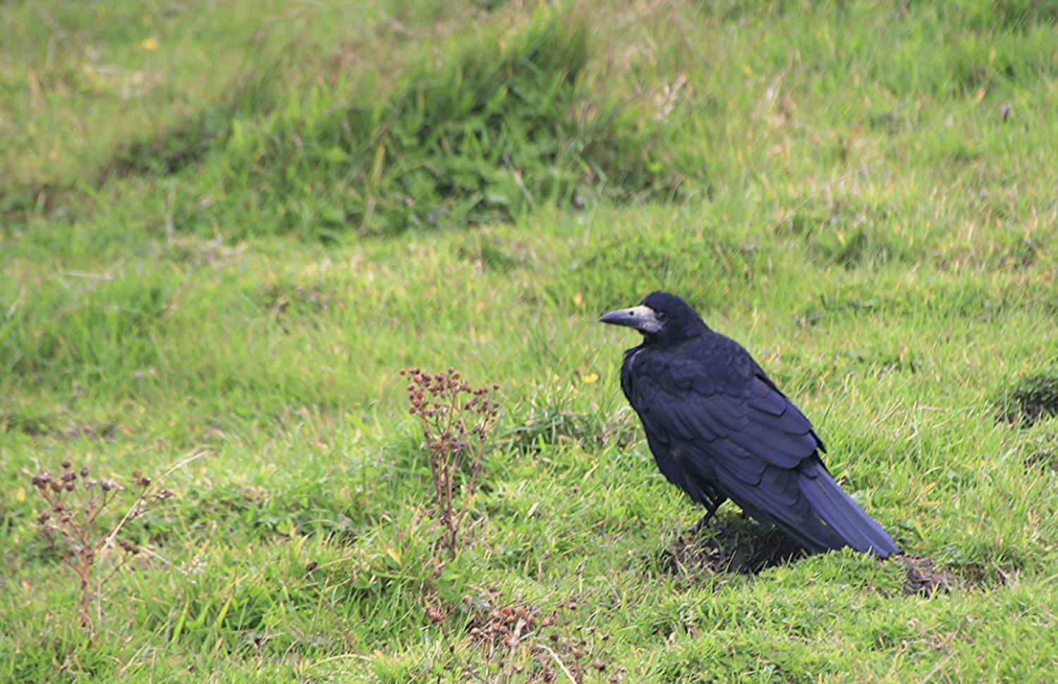Cuervo negro en un campo verde irlandés.