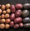 Distintas variedades de patatas