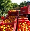 Recofida de naranjas en el campoUNIÓ 01/06/2020