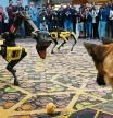 Kedy the Security K9 meets robotic dogs called Spot and built by Boston Dynamics during the Amazon Re:MARS conference on robotics and artificial intelligence at the Aria Hotel in Las Vegas, Nevada on June 4, 2019. (Photo by Mark RALSTON / AFP)