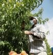 Trabajo recogida de fruta en los campos de lleida. Torres de Segre Lleida