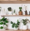 Las mejores plantas de interior para dar vida a nuestro hogar sin gastar apenas dinero