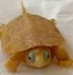 Un ciudadano avisó de que había encontrado una tortuga albina autóctona