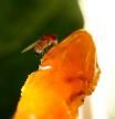 La mosca de la fruta.