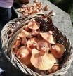 Cestas con níscalos 'Lactarius deliciosus' de esta temporada