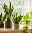 Las plantas de interior te ayudan a darle vida y energía a tu hogar.