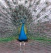 Pavo Real