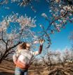 Una imagen de los campos de almendros en el sur de Tarragona esta semana