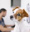 Un perro en la consulta del veterinario