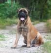 Bullmastiff