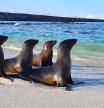 Leones marinos de las islas Galápagos