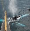 Humpback whales (Megaptera novaeangliae) surfacing and blowing air in front of sailing ship at Wilhelmina Bay, Antarctica. (Photo by: Arterra/Universal Images Group via Getty Images)