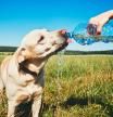 Perro bebiendo agua en un día caluroso