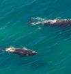 Whales: Mother and Calf off the shore in St Lucia, South Africa one of the top Safari Tour destinations. Aerial view.