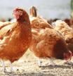 Las temperaturas han acabado con una gran parte de las gallinas