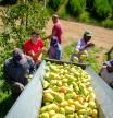 Agricultores recolectando pera el pasado viernes en el municipio de Torrelameu, Lleida
