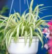 Chlorophytum comosum, Spider plant in white hanging pot / basket, Air purifying plants for home, Indoor houseplant, Hanging plant, Vertical wall garden, Houseplants With Health Benefits concept