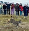 FOTO ALEX GARCIA REPORTAJE LINCE IBERICO. SUELTA SOCIAL DEL LINCE HEMBRA OLAVIDE (NOMBRE ESCOGIDO POR ALUMNOS DE UN COLEGIO LOCAL) EN LA DEHESA DE LAS YEGÜAS DE JAEN 2018/02/13
