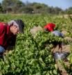 Trabajadores en un viñedo de Madrid, este agosto