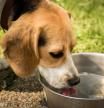 beber agua perro