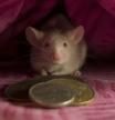 White and grey mouse under pink pillow with pile of old Irish coins, facing forward
