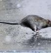FILE PHOTO: A rat runs across a sidewalk in the snow in the Manhattan borough of New York City, New York, U.S., December 2, 2019. REUTERS/Carlo Allegri/File Photo