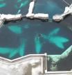 La orca Kiska en e centro de la imagen, sola en una de las piscinas del Marineland de Ontario    .