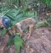 A soldier and a dog take part in a search operation for child survivors from a Cessna 206 plane that had crashed in the jungle more than two weeks ago, in Caqueta, Colombia May 17, 2023. Colombian Air Force/Handout via REUTERS  ATTENTION EDITORS - THIS IMAGE WAS PROVIDED BY A THIRD PARTY. MANDATORY CREDIT. NO RESALES. NO ARCHIVES