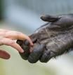 Humanos y chimpancés están estrechamente emparentados