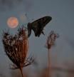 Superluna del ciervo por la mañana, con la mariposa, en Mijas.