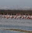 Foto: Flamencos en el humedal de Sueca, en l´Albufera. Autor: Carlos Oltra

Foto: Flamencos en el humedal de Sueca, en l´Albufera. Autor: Carlos Oltra

Foto: Flamencos en el humedal de Sueca, en l´Albufera. Autor: Carlos Oltra

Flamencos en el humedal de Sueca, en l´Albufera.