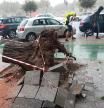 Las caídas de árboles y las anegaciones en locales comerciales y bajos de viviendas se sucedieron en Sevilla.