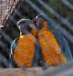 Dos exemplars de guacamai gorjablau al Zoo de Barcelona