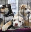 Litter of puppies in animal shelter. Australian Shepherds