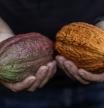 A farmer harvests cacao pods at a farm in Eunapolis, Bahia state, Brazil, on Friday, April 5, 2024. New machinery and widespread use of irrigation systems is helping Brazil's cocoa production grow, which is a large shift for the typically labor-intensive crop and a welcome development for global markets facing severe bean shortages from top growers in West Africa. Photographer: Dado Galdieri/Bloomberg