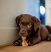 Un cachorro de perro labrador marrón mordiendo un hueso estirado en el suelo.
