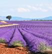 Las rutas de lavanda más allá de la Provenza: de la cercana Alcarria a los Cotswolds ingleses