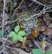 An Eastern Box Turtle (Terrapene carolina carolina), living in the Sunken Forrest preserve on Fire Island, Long Island, New York.