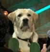 El perro guía, protagonista inesperado, fue calificado por Broncano como 