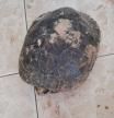 Se desconoce a qué especie pertenece esta tortuga superviviente