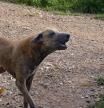 Los perros incontrolados y salvajes causan tres veces más ataques al ganado que los lobos
