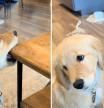 La hilarante contestación de un cachorro de golden retriever cuando le regañan: “No echo de menos esta fase de los perros”