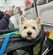 “En el avión tratan a los animales como maletas, a veces es un milagro que lleguen vivos; la bodega tiene que desaparecer”: un movimiento internacional reclama mejoras en el transporte aéreo de mascotas