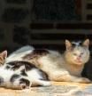 “Las colonias felinas se enfrentan a la compra compulsiva de camadas regaladas sin control”: por qué la Navidad agrava la vulnerabilidad de los gatos comunitarios