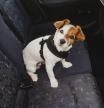 Perro con cinturón para el coche