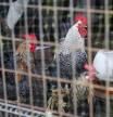 El virus H5N1 avanza: por qué se ha ordenado confinar todas las granjas de aves de España