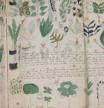 El Manuscrito Voynich