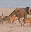 Hércules, una cría de elefante que se salva del ataque de 14 leonas en Zambia